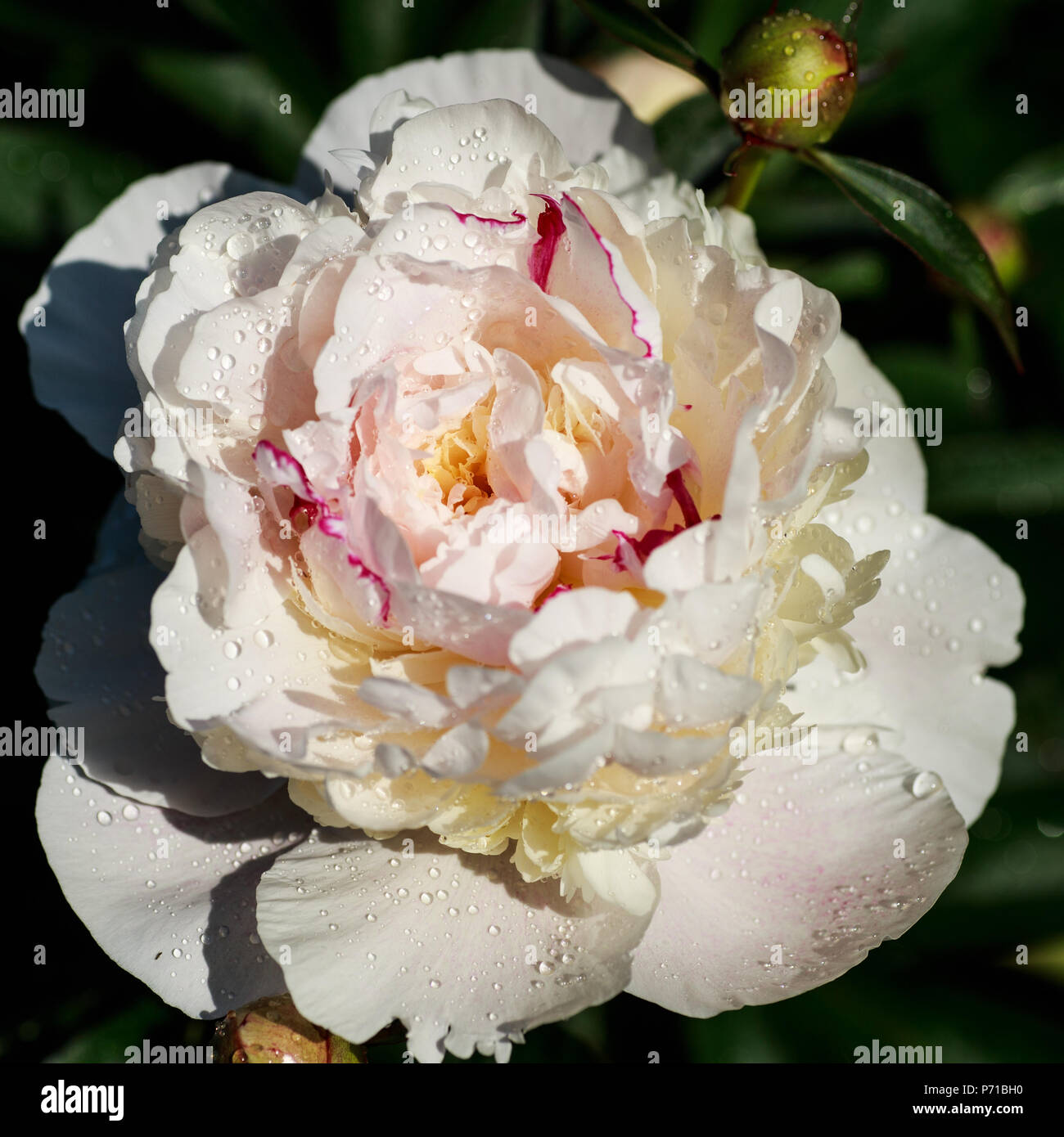 Rose pivoine blanche close-up Photo Stock - Alamy