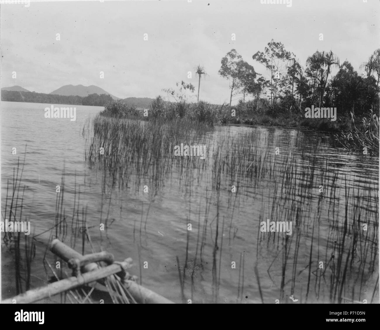 Strandparti sjöns 52 vid östra sida med sävvegetation doppingart där en liten hade flytande bon - SMVK - 010672D Banque D'Images