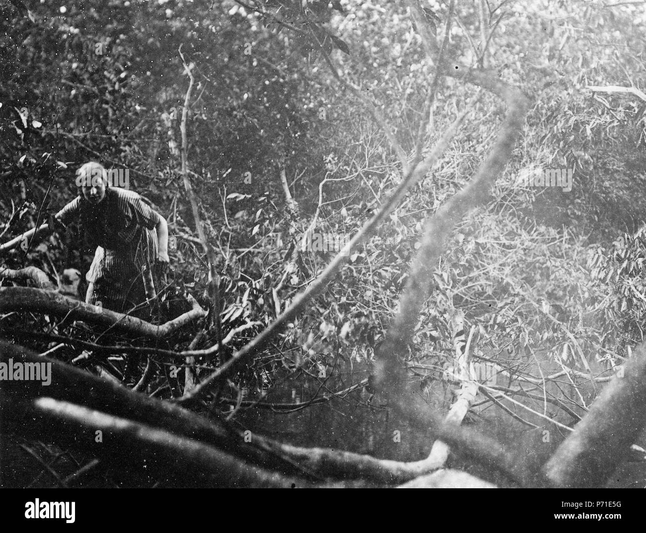 J'urskogen 173 Olga Nordenskiöld på vägen till Huari-indianerna. Sydamerika. Brésil - SMVK - 005618 Banque D'Images