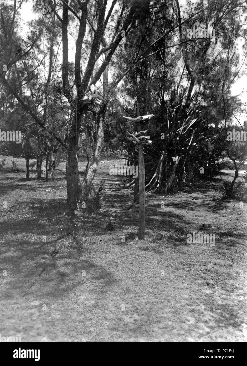 46 Oxskallar uppsatta på en gren och en stång jusqu'skydd mot de andarna därifrån begravningsplats ej långt belägen - SMVK - 001657 Banque D'Images