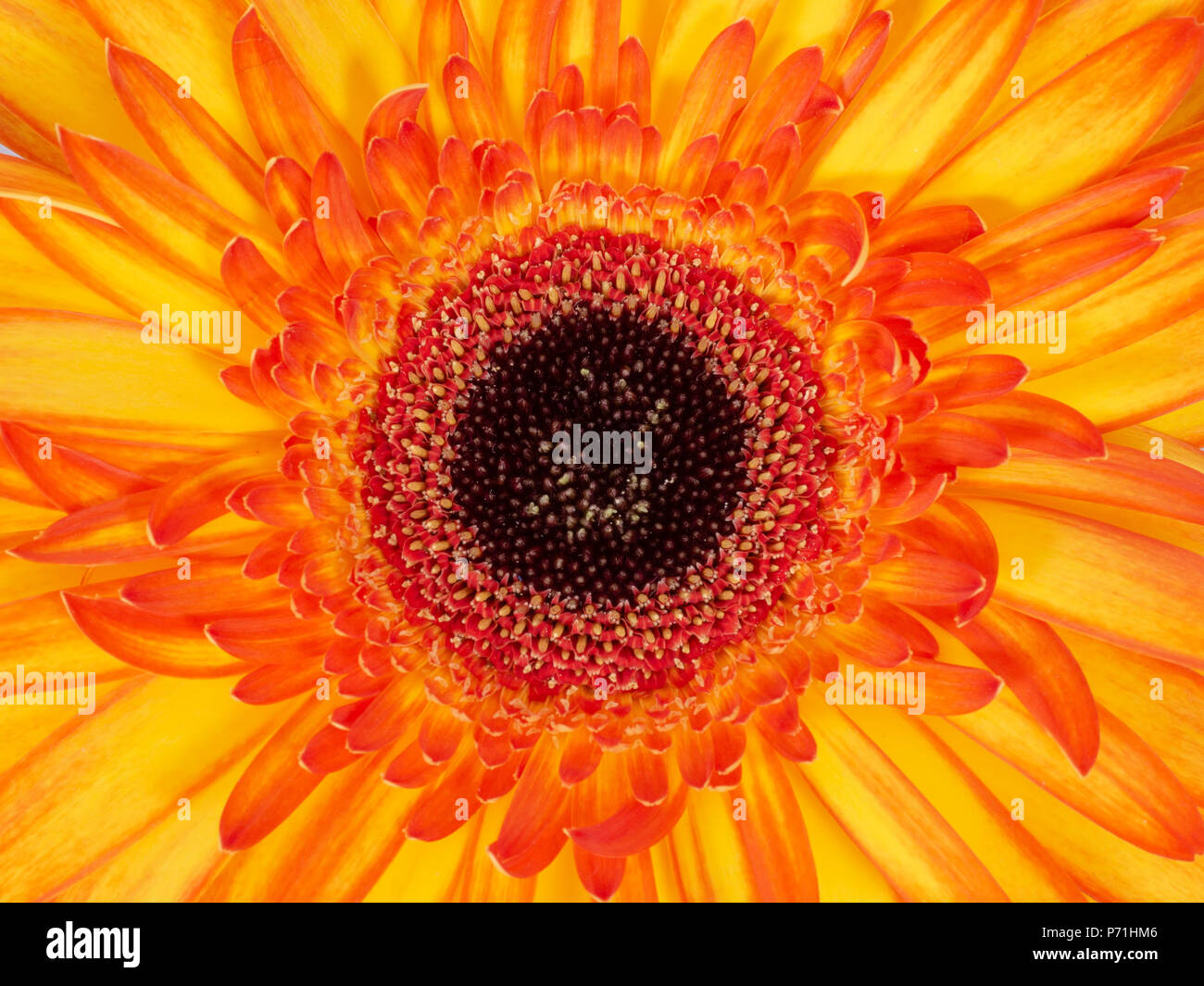 Fleur gerbera rouge et jaune, closeup détail avec du pollen. Banque D'Images