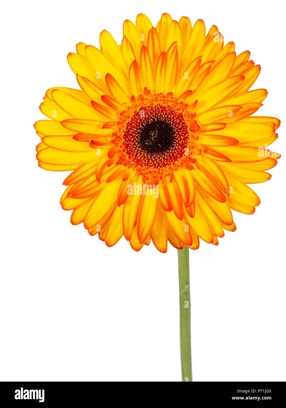 Gerbera rouge et jaune, de fleurs sur tige, isolé sur fond blanc. Banque D'Images