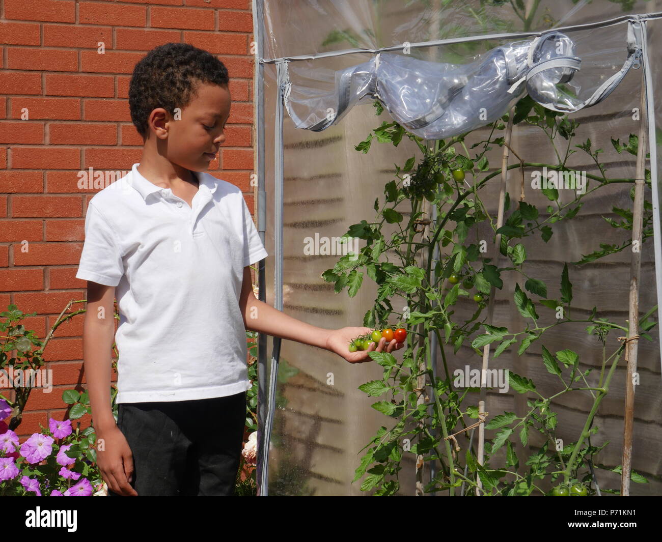 Boy looking at et tenant son mûrissement des tomates dans une serre plastique Banque D'Images