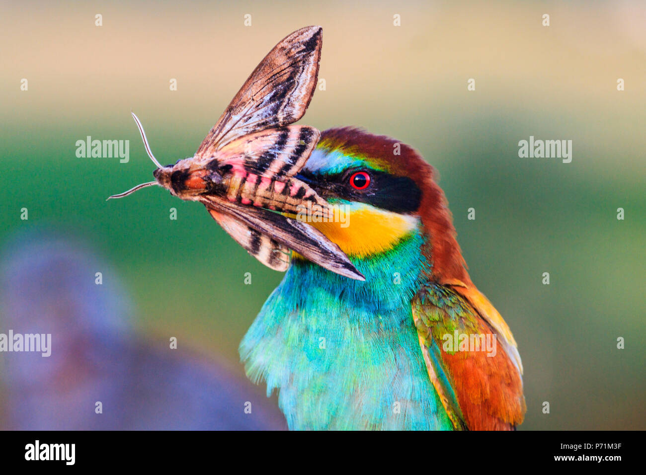 Oiseau exotique avec un grand papillon de nuit dans le bec , la faune, cadres uniques Banque D'Images