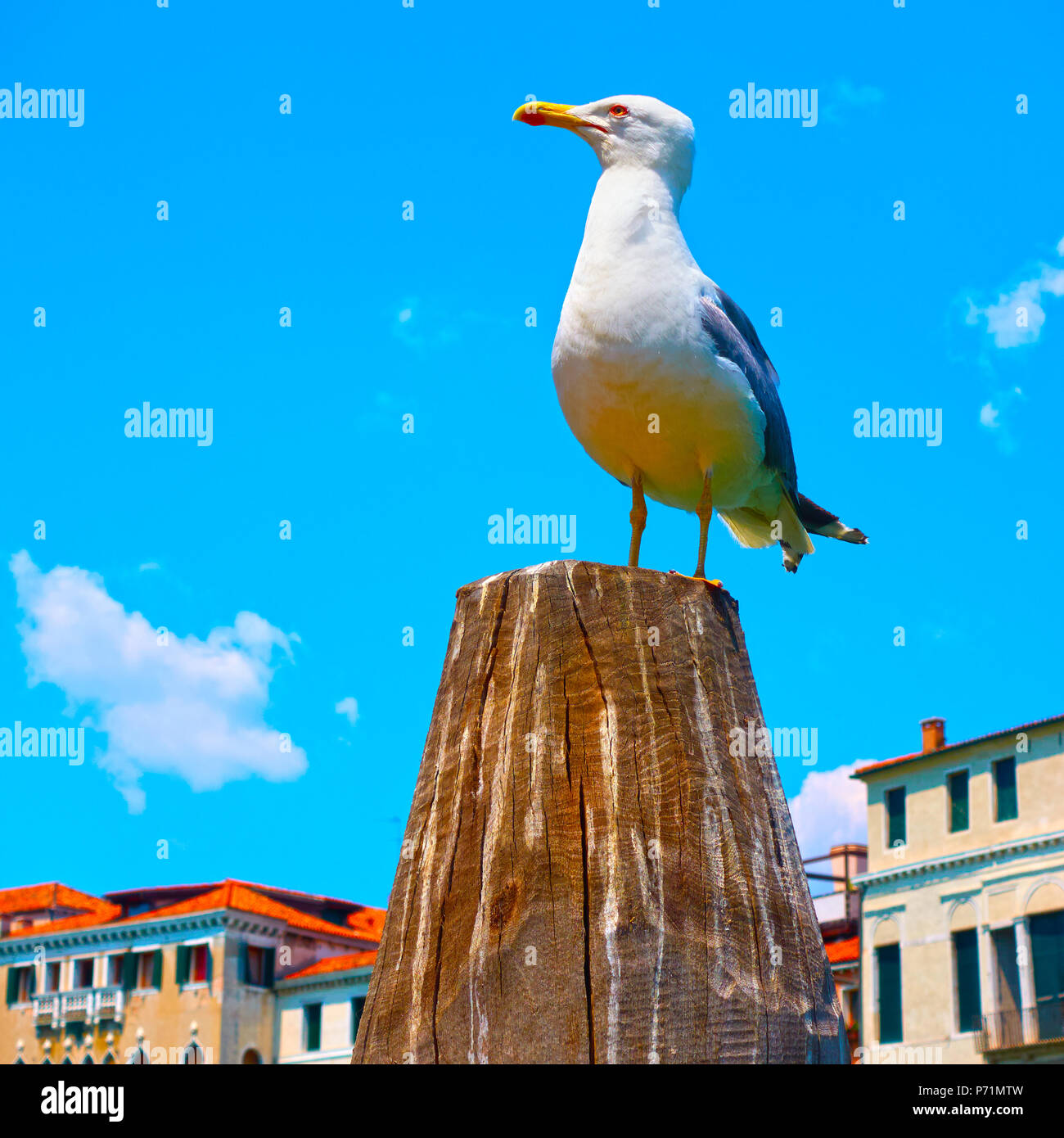 Une Mouette sur le haut de poteau d'amarrage à Venise, Italie Banque D'Images