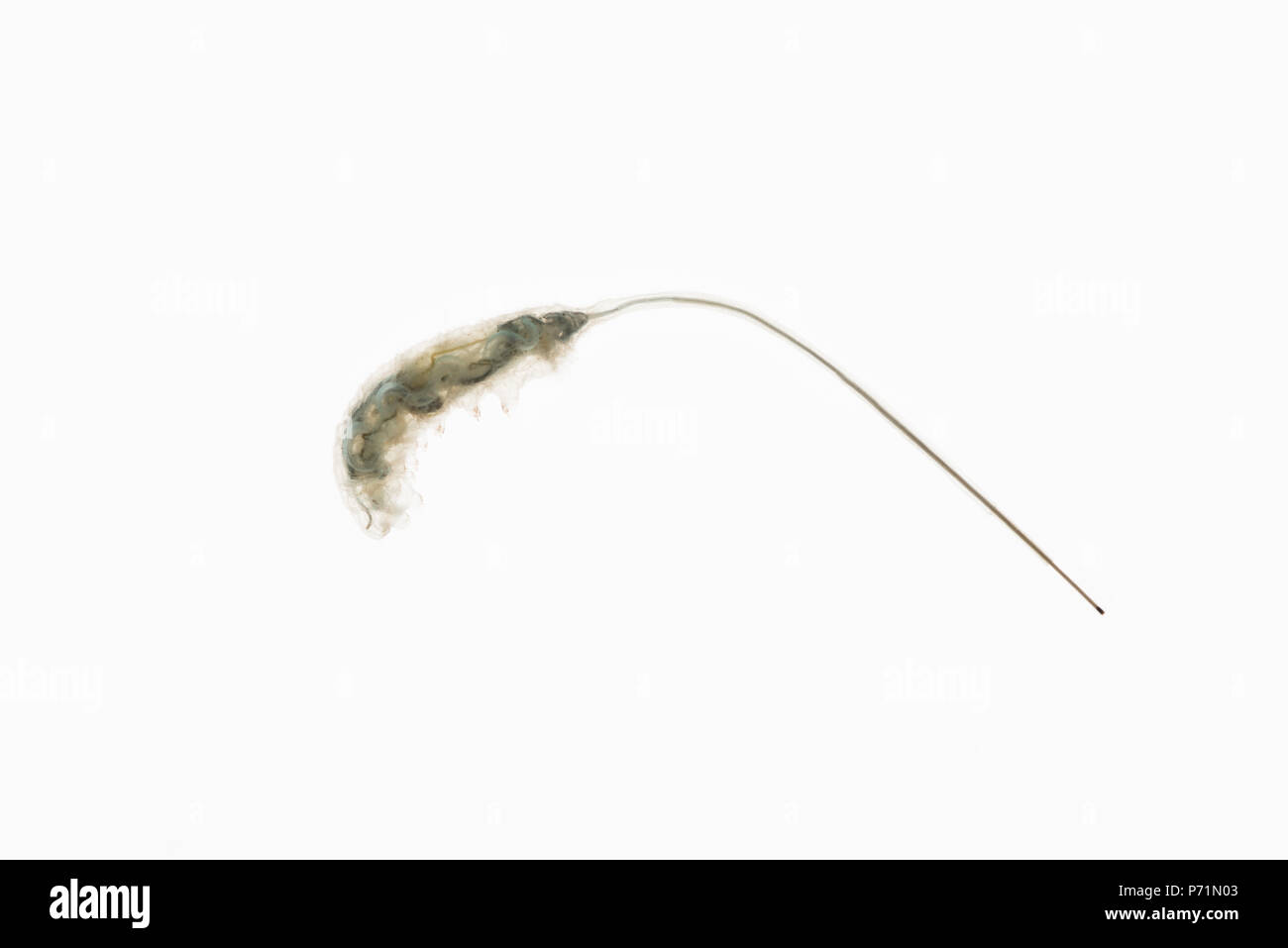 À queue de rat des asticots, larves de mouches bourdon avec système digestif interne montrant clairement le long de la longueur du corps et longue queue siphon Banque D'Images