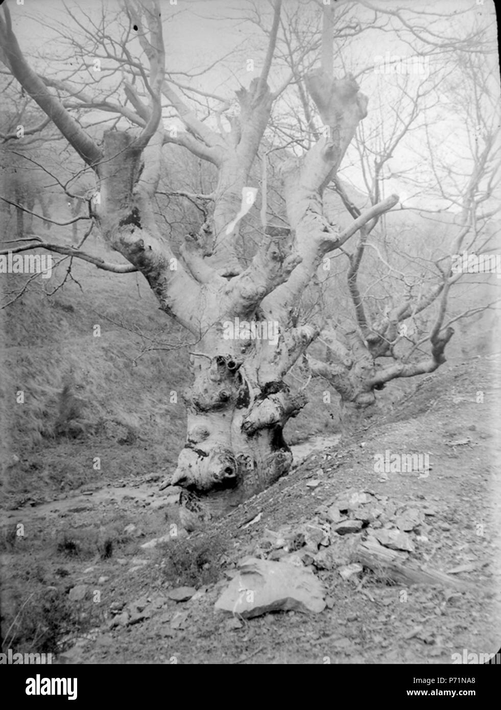 Appareil photo numérique Olympus 9 BALDOMER GILI Roig. Paisatge (PAIS BASC) c. 1911 - 1925 Banque D'Images