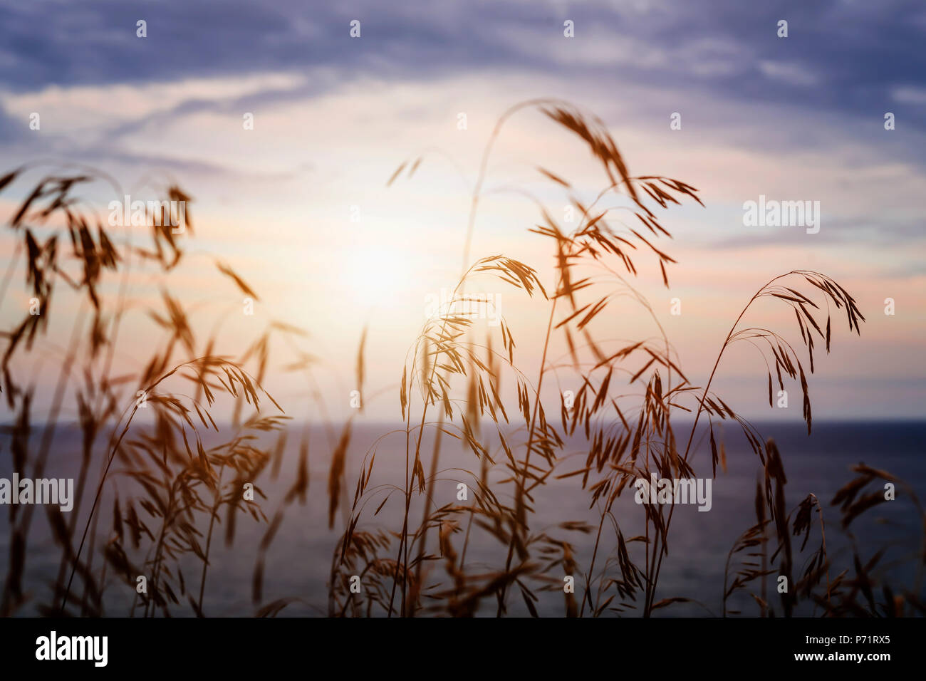 Tiges hautes herbes libre contre un coucher de soleil sur le lac au coucher du soleil et du ciel Banque D'Images