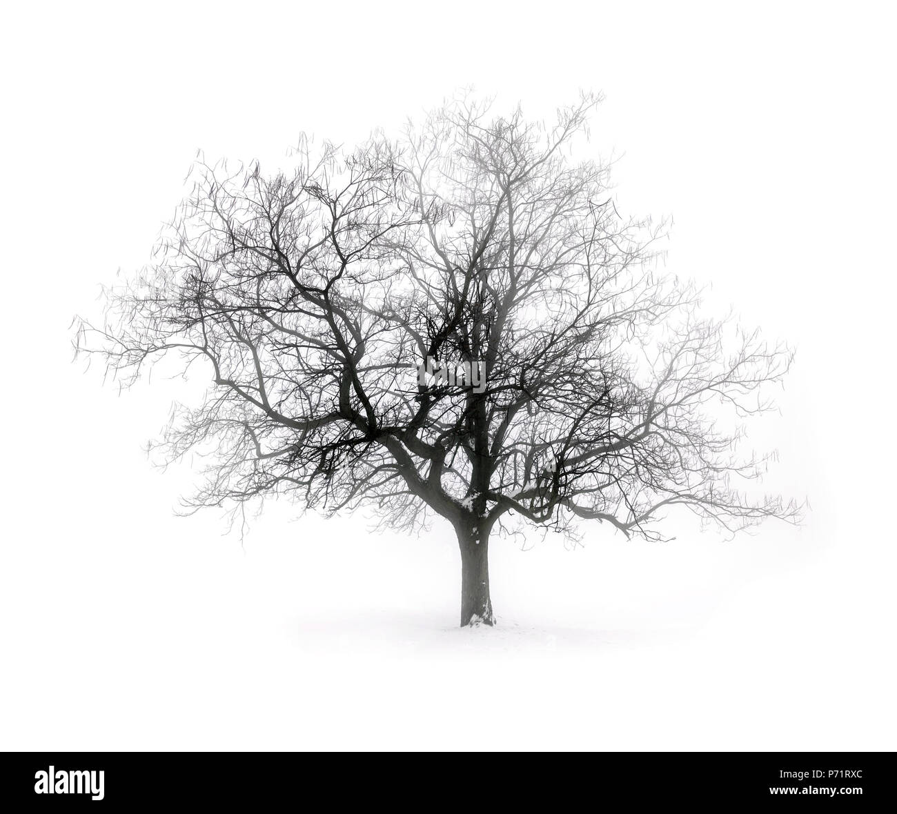 Seul Arbre Sans Feuilles En Hiver Brouillard Sur Fond Blanc Neige Photo Stock Alamy Seul Arbre Sans Feuilles En Hiver Brouillard Sur Fond Blanc Neige Photo Stock Alamy