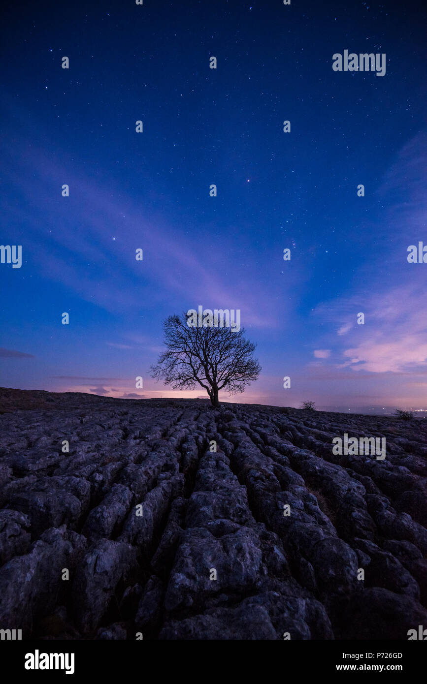 Un arbre isolé sur le lapiez sur les collines au-dessus du village de Malham dans le Yorkshire Dales, Yorkshire, Angleterre, Royaume-Uni, Europe Banque D'Images