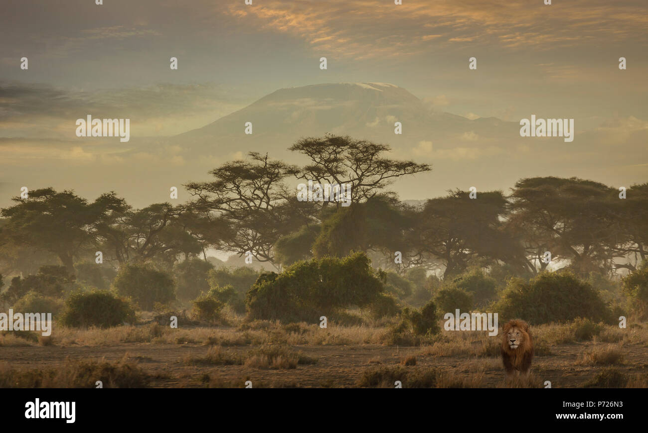 Lion sous le Kilimandjaro dans le Parc national Amboseli, Kenya, Afrique de l'Est, l'Afrique Banque D'Images