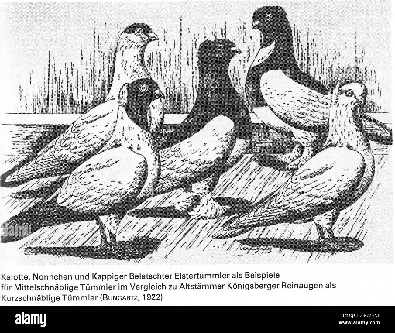 Deutsch : Kalotte Nönnchen Kappiger Belatschter und, Elstertümmler Mittelschnäblige Tümmmler als Beispiele für im Vergleich zu Altstämmer Reinaugen Kurzschnäblige Tümmler Königsberger als (BUNGARTZ, 1922) . 19228 Die Taube, 1984, 0008 Banque D'Images