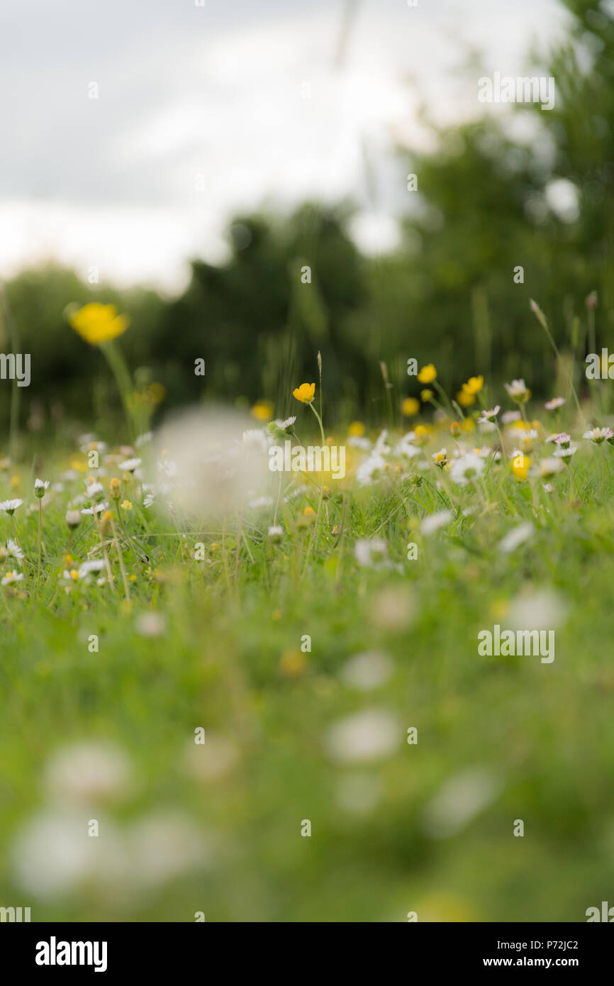 Un flou artistique tourné du damier fleuri (marguerites et renoncules). Du point de vue d'une abeille ou d'une autre créature. UK, l'été. Banque D'Images