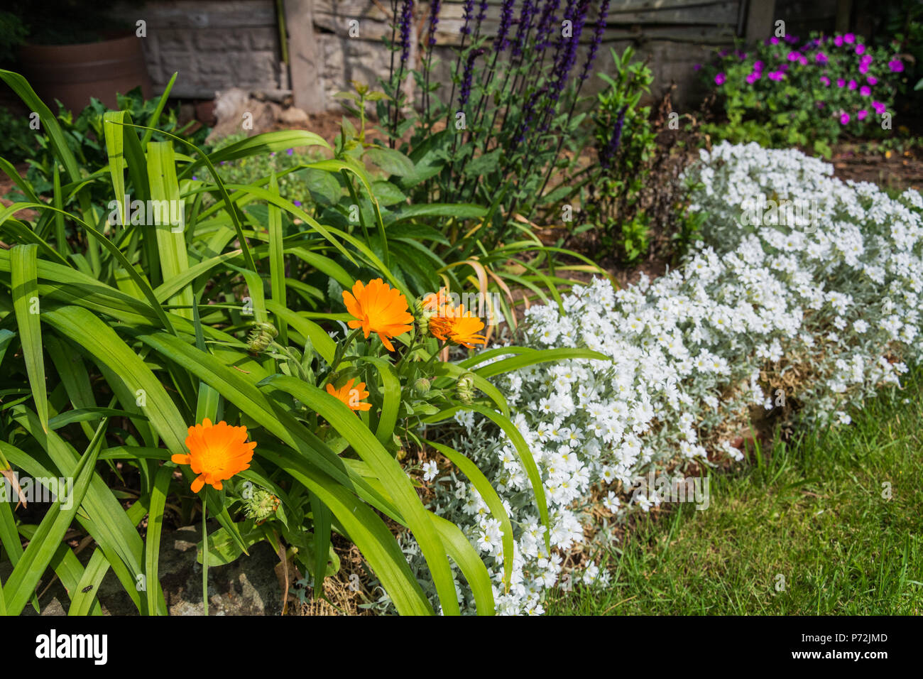 Fleurs de jardin - tagete (Tagetes), Snow-sur-la-Montagne (Euphorbia marginata) - en pleine floraison au cours de l'été, England, UK. Banque D'Images