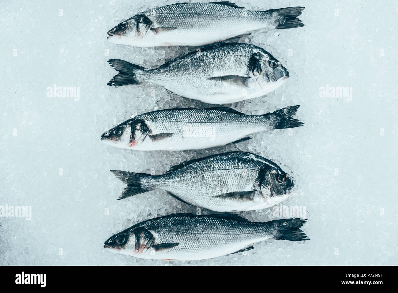 Vue de dessus de frais gourmand de fruits de mer non cuits sur la glace Banque D'Images Vue de dessus de frais gourmand de fruits de mer non cuits sur la glace Banque D'Images