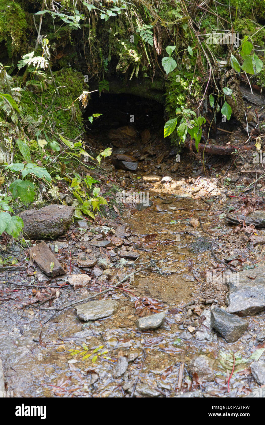 Une source naturelle dans les Blue Ridge Mountains de Caroline du Nord s'écoule en dehors d'une petite grotte de forêt sur sol rocheux Banque D'Images