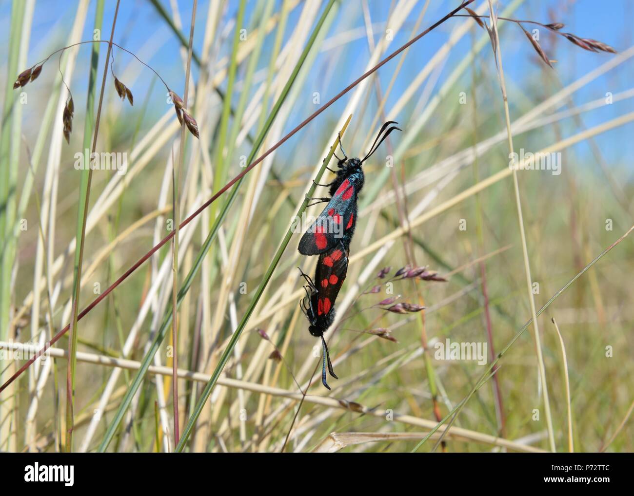 Spot six papillons burnet (Zygaena filipendulae) est entré dans le processus d'accouplement cours suspendus à l'herbe dans le nord de l'Écosse, Royaume-Uni, Europe Banque D'Images