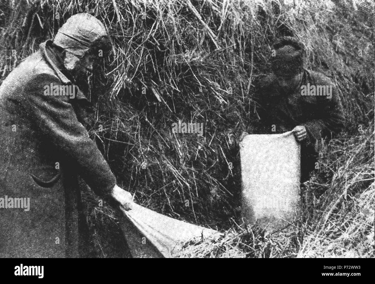 Anglais : La demande de céréales de paysans riches (les koulaks) au cours de la collectivisation forcée dans Timashyovsky Kuban, Union soviétique. 1933 . 1 Février 1933 3 La collectivisation forcée URSS Banque D'Images