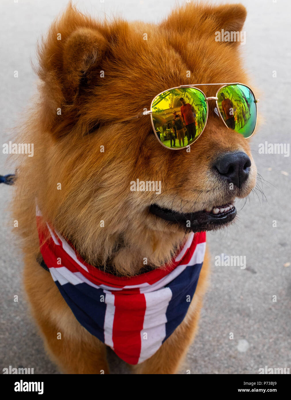 Londres, Angleterre. 4e juillet 2018. Un petit chien porte l'Union Jack à l'appui de l'Angleterre de la réussite à la Coupe du monde. Il portait des nuances en raison de la vague de chaleur actuelle à Londres. ©Tim Ring/Alamy Live News Banque D'Images