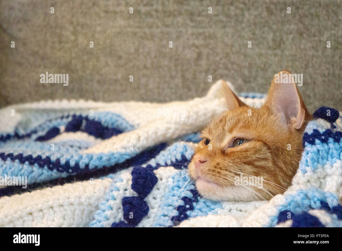 Un chat orange à cajoler dans une maison bleu couverture sur une journée froide Banque D'Images