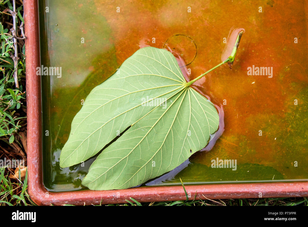 White Orchid Tree Leaf dans le semoir soucoupe aussi connu sous : Sabot de vache, arbre blanc nain, Bauhinia Arbre Orchidée de neige - Banque D'Images