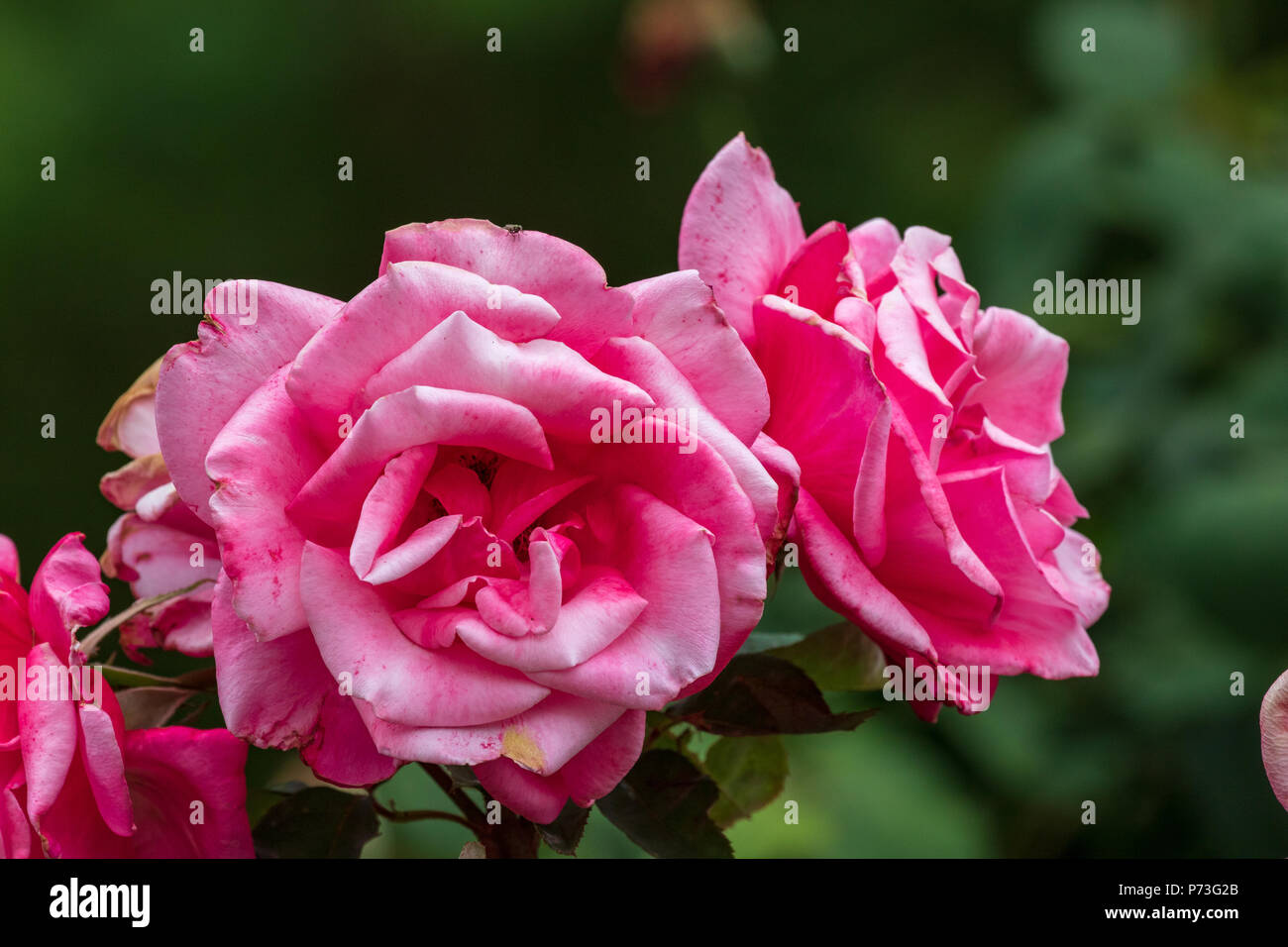 Fleurs rose rouge Banque D'Images
