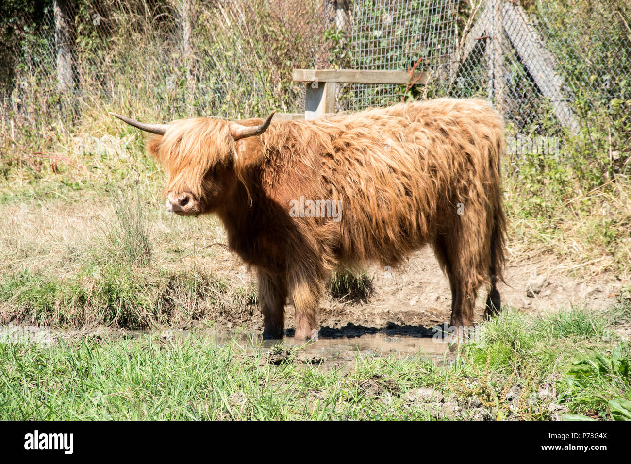 Highland cow standing dans la boue pour refroidir les pieds Banque D'Images