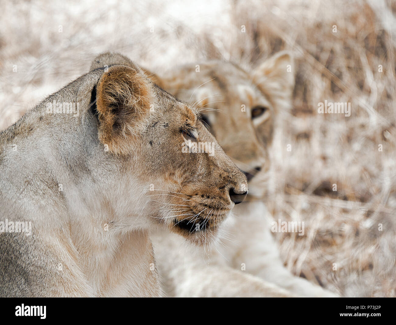 Différentes images de Lions/CUB/lionne au RIF Wildlife Sanctuary - Parc National de Gir, dans le Gujarat, en Inde au cours de l'été montrant différentes expressions Banque D'Images