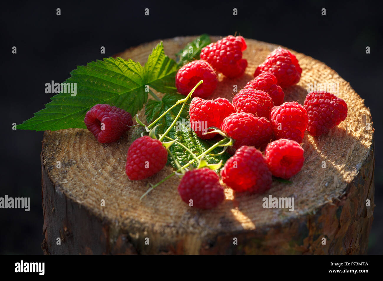 Les framboises rouges frais sur le moignon. Fruits frais biologiques. Close up. Banque D'Images