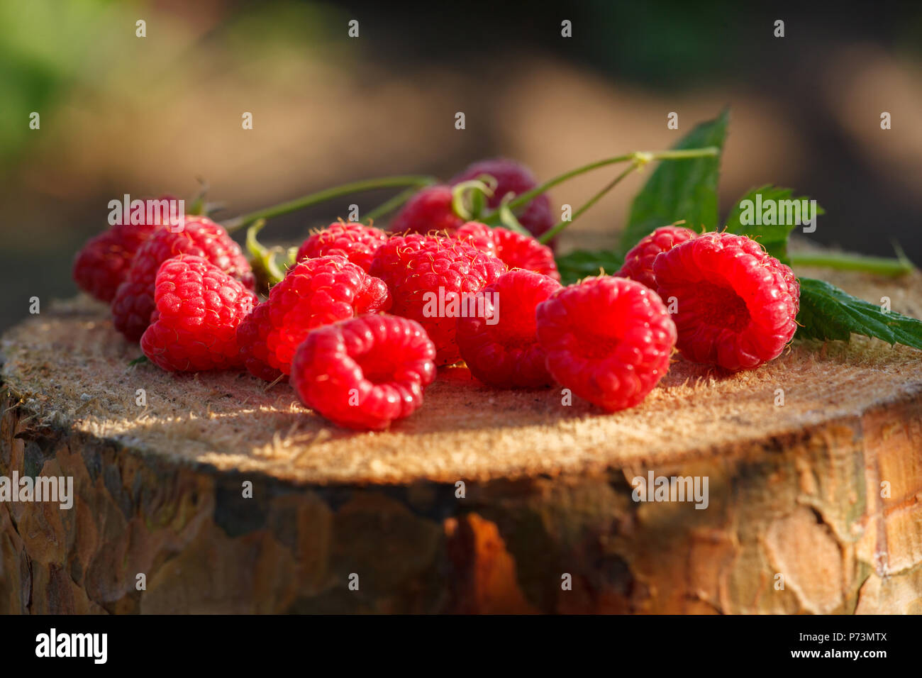 Les framboises rouges frais sur le moignon. Fruits frais biologiques. Close up. Banque D'Images