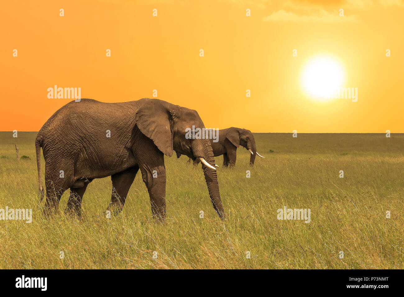 100 timbres d'Afrique (Loxodonta africana) dans savanah au coucher du soleil. Ngorongoro Conservation Area.Tanzanie Banque D'Images