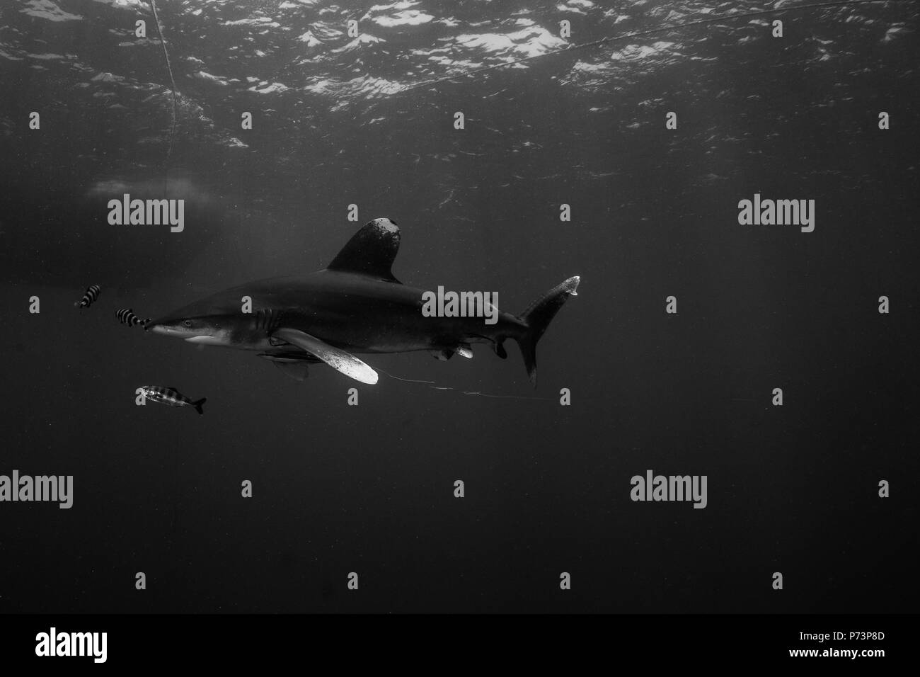 Requin océanique dans la mer Rouge en Egypte Banque D'Images