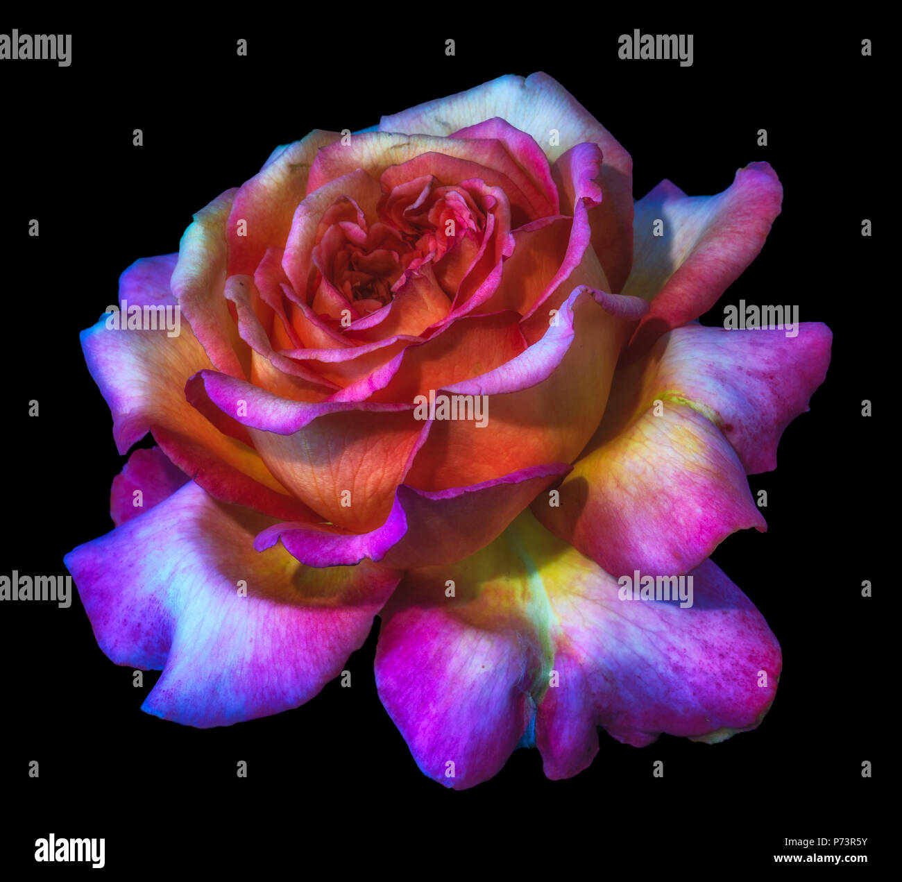 La Vie Toujours Couleur Fleur Macro Fleurs Portrait Dun