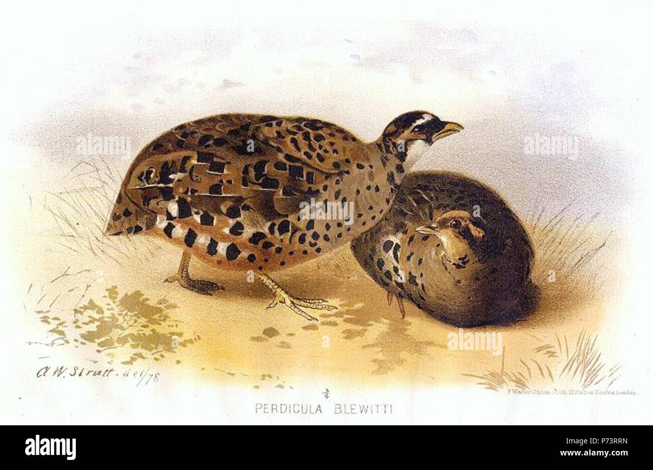 Anglais : Perdicula Perdicula erythrorhyncha  = blewitti blewitti (Nord) Caille Bush peint English : Perdicula Perdicula erythrorhyncha  = blewitti blewitti (Perdicule à bec rouge race Blewitti) . vers 1890 178 Perdicula blewitti Banque D'Images