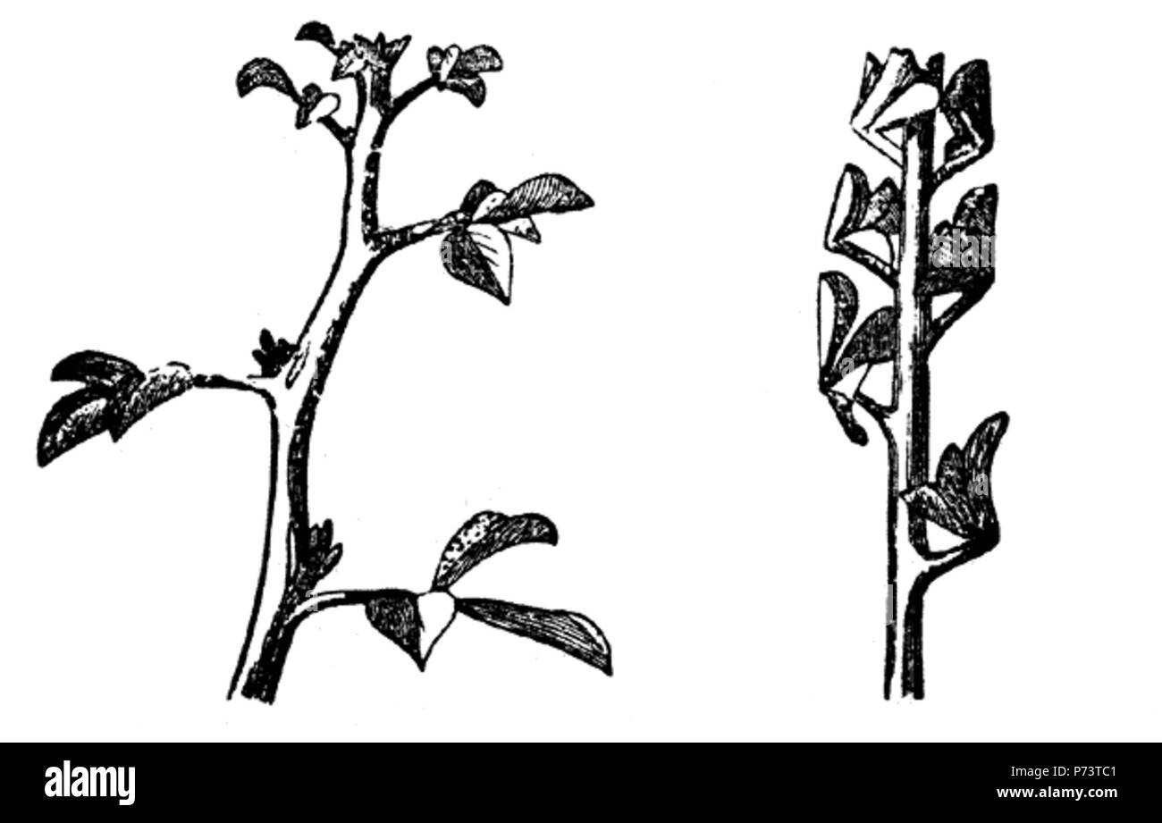 46 Medicago marina-linedrawing Banque D'Images