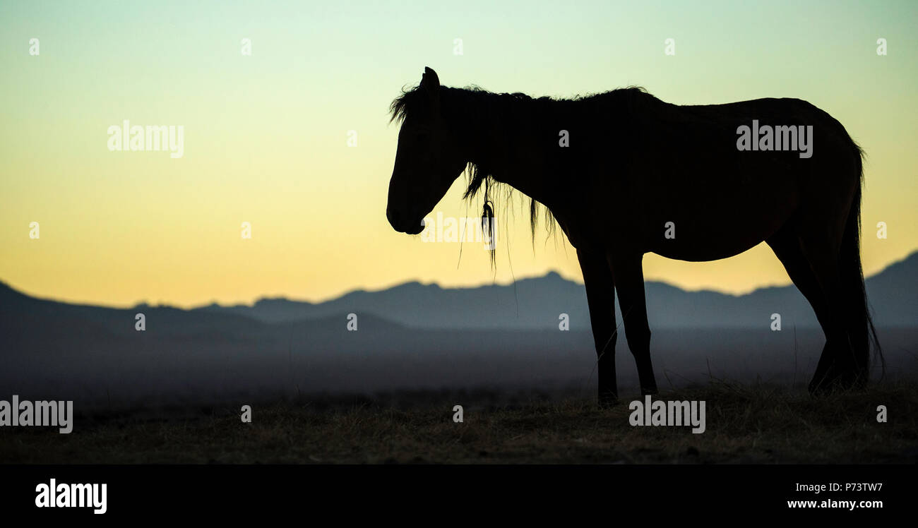 Chevaux sauvages - Equus caballus - Désert cheval adapté du désert du Namib. L'article seul avec shaggy mane silhouettted contre les faux espoirs. Banque D'Images