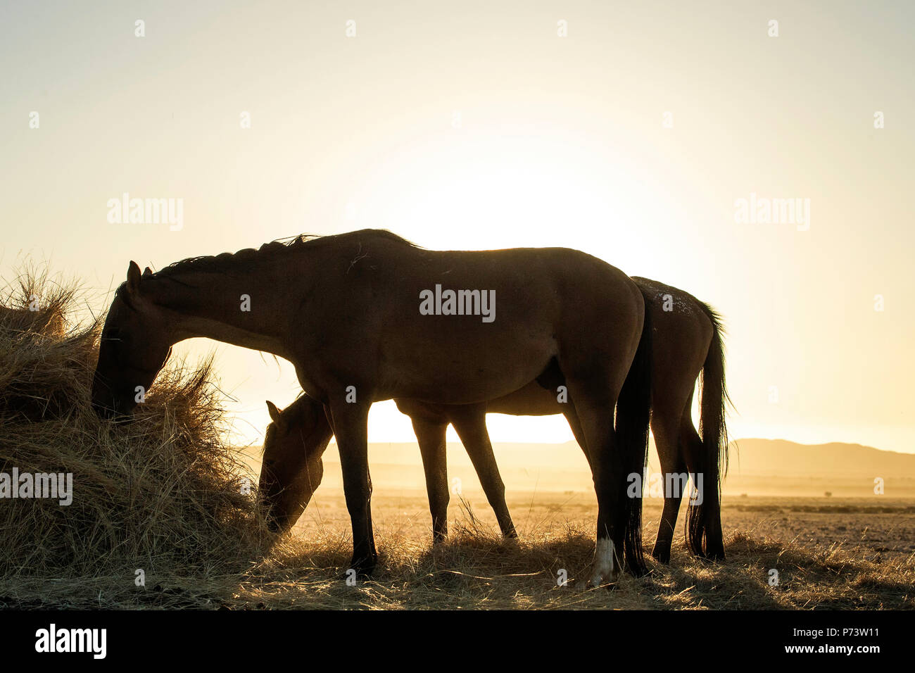 Chevaux sauvages - Equus caballus - chevaux adaptés du désert du désert du Namib dans la sécheresse, manger le foin pendant que le soleil se couche avec rien d'autre. Banque D'Images