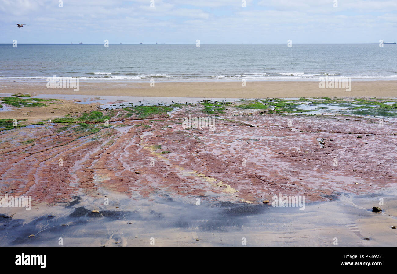 Plage de Seaton Carew de Hartlepool en Angleterre un jour d'été de sortir de la marée ou du calcaire des roches couvertes d'algues de grès Banque D'Images