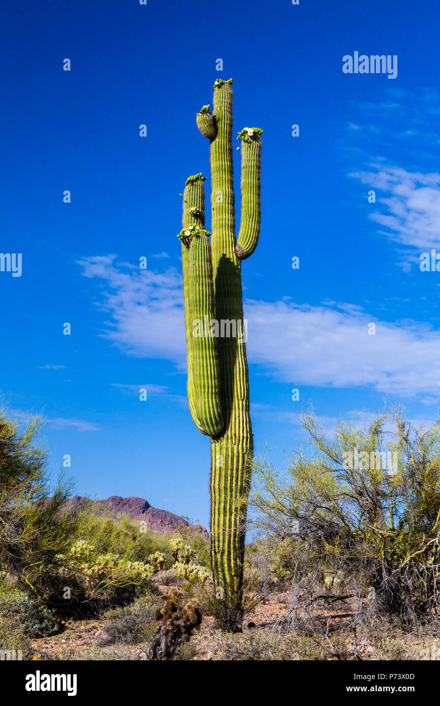 Cactus géant saguaro Standing Tall avec fleurs de printemps, surround par des plantes du désert de l'Arizona's désert de Sonora. Banque D'Images