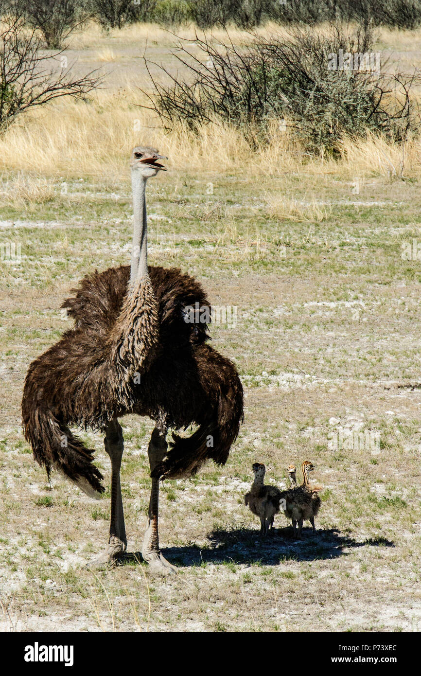 Prises femelles - Autruche Struthio camelus - avec les poussins abritant dans son ombre et plumes ébouriffant pour les refroidir, dans le bush d'Etosha, Namibie. Banque D'Images