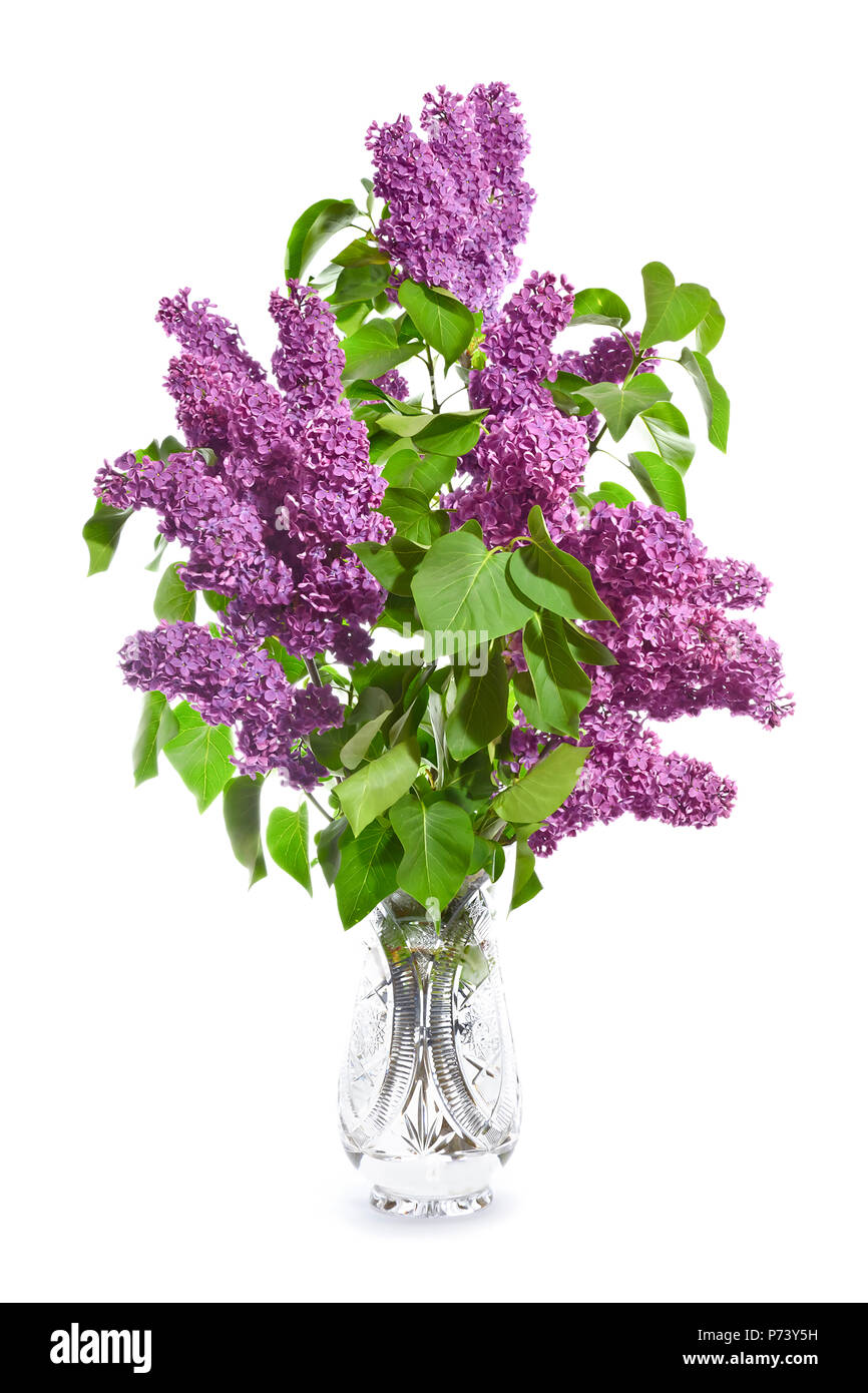 Bouquet de lilas mauve dans un vase en cristal sur un fond blanc Photo  Stock - Alamy