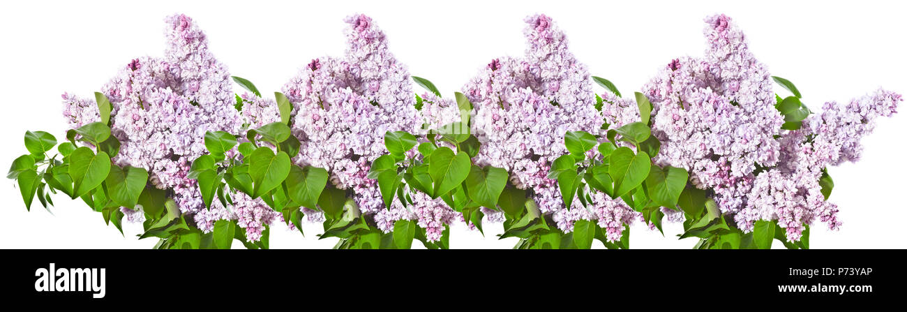 Rangée d'bouquetsof nd lilas lilas violet sur fond blanc. Banque D'Images