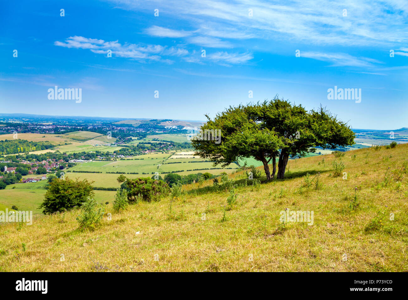 Vue panoramique d'un arbre et champs dans le parc national des South Downs, UK Banque D'Images