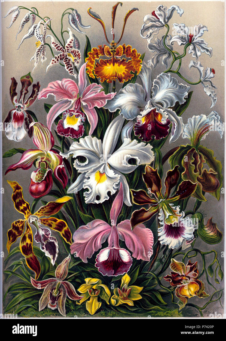 Une plaque de couleur lithographique de l'Ernst Haeckel Kunstformen der Natur de 1899 montrant une représentation de l'artiste de variétés différentes d'Orchidées : Odontoglossum naevium naevium  = Odontoglossum Lindl. L'Oncidium kramerianum  = Psychopsis krameriana (Rchb.f.) H.G.Jones Odontoglossum ramosissimum  = Cyrtochilum ramosissimum (Lindl.) Dalström Odontoglossum Oncidium schroederianum schroederianum  = (O'Brien) Garay & Stacy Cattleya Cattleya  = ballantiniana ballantiniana × Rchb.f. (C. trianae Linden & Rchb.f. × C. warscewiczii Rchb.f.) Cattleya Cattleya mendelii mendellii  = Dombrain lemoinieri Cypripedium  = P Banque D'Images
