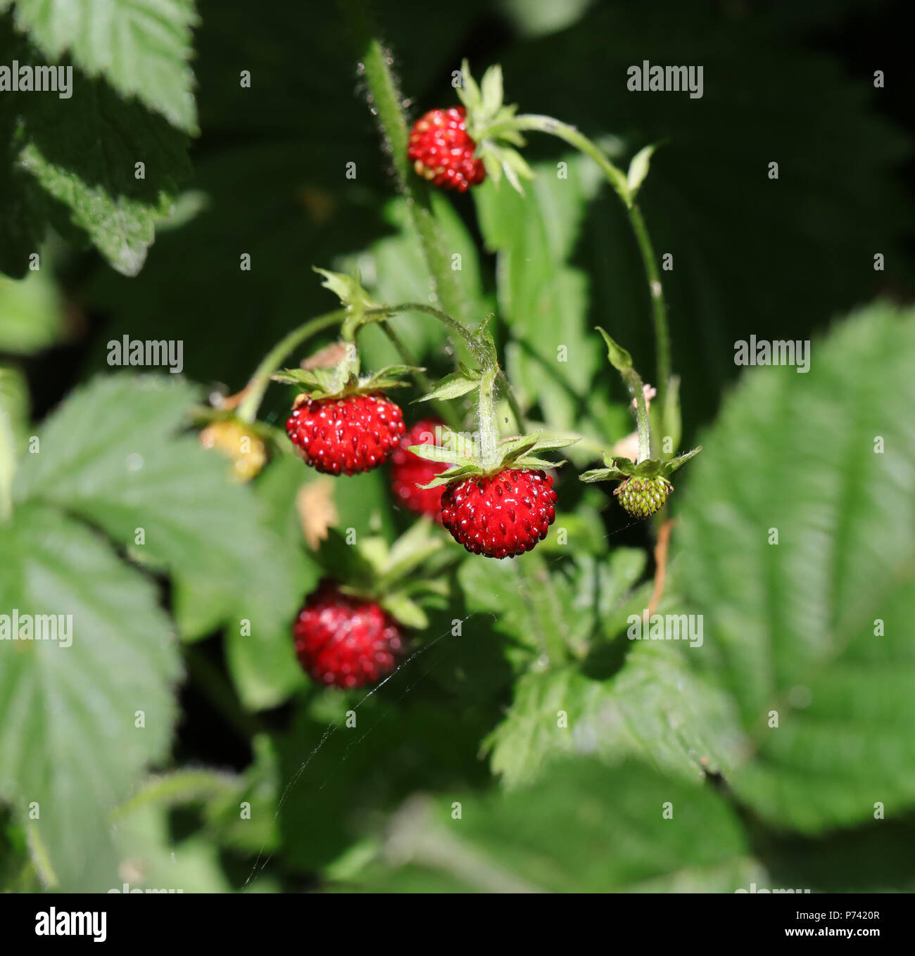 De belles fraises mûres Banque D'Images
