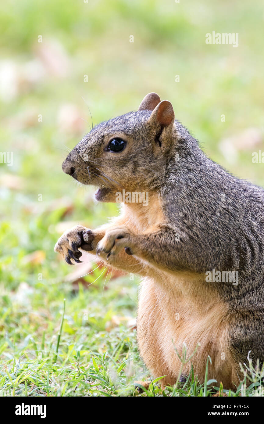 L'Est de l'Écureuil Fox, Fox Écureuil, Bryant's Fox Squirrel - Sciurus niger c'est un jeune homme. Banque D'Images