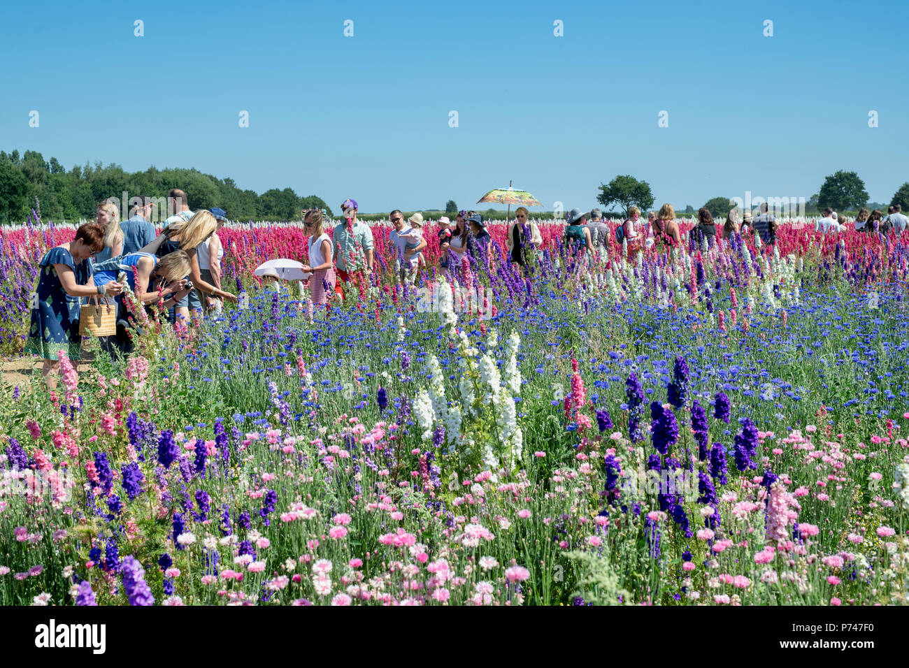 Delphiniums et barbeaux au vrai pétale de fleur dans les champs de la société Confetti mèche, Pershore, Worcestershire. UK Banque D'Images
