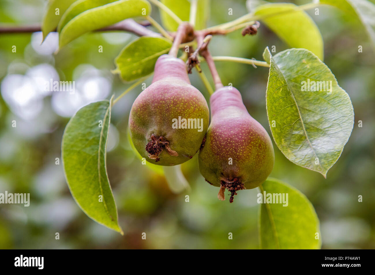 Image de poires douces sur un arbre de maturation dans le jardin Banque D'Images