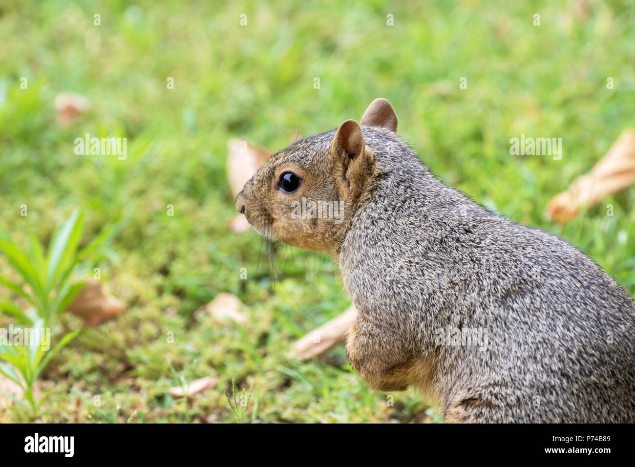 L'Est de l'Écureuil Fox, Fox Écureuil, Bryant's Fox Squirrel - Sciurus niger c'est un jeune homme. Banque D'Images