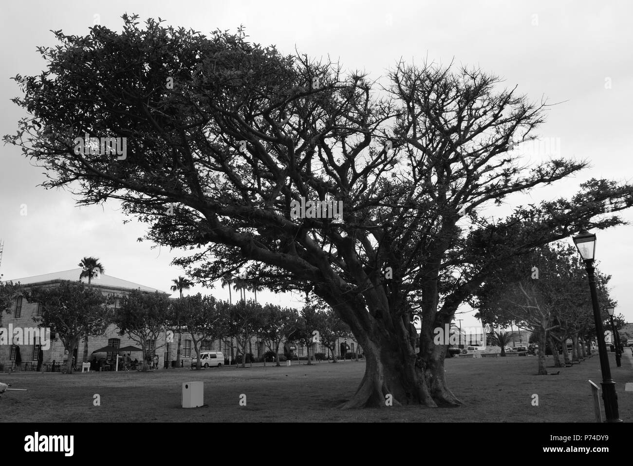 Noir et blanc un arbre mort en face d'un quartier. Banque D'Images